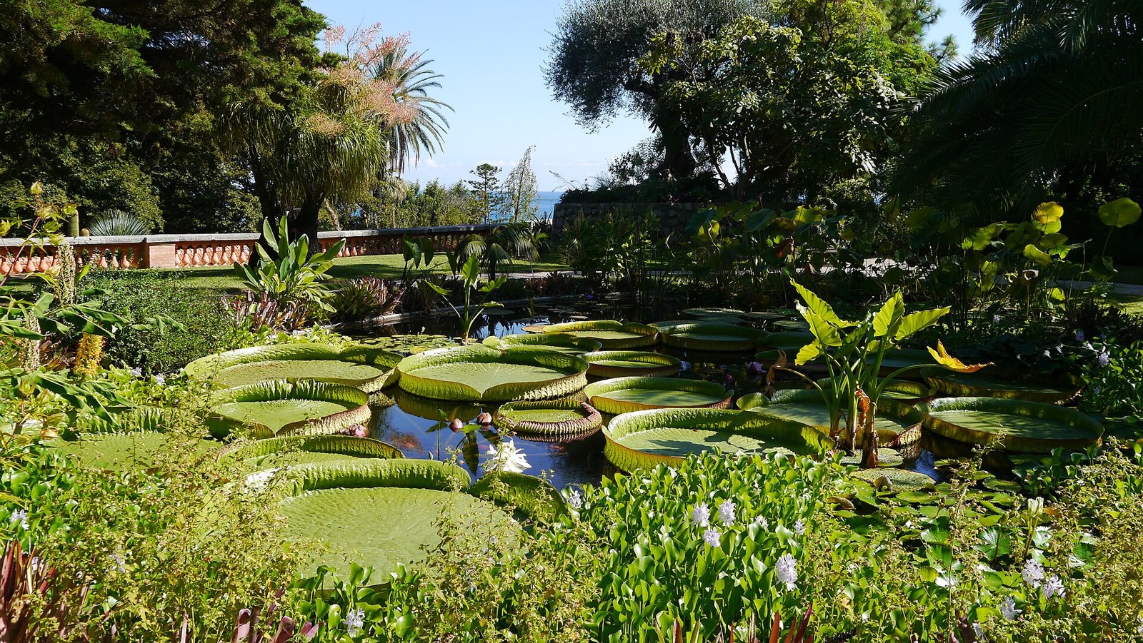 Bassin aux nénuphars géants du jardin botanique du Val Rahmeh à Menton